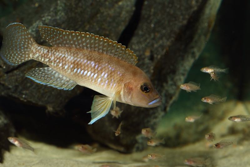 Neolamprologus sp. 'ventralis kasanga' Chituta Bay